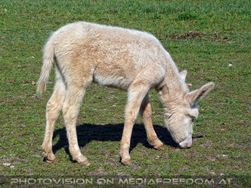 Am Hof 09 - Wei�e Esel