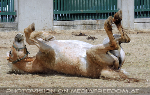 Rund um Mensch und Tier 19