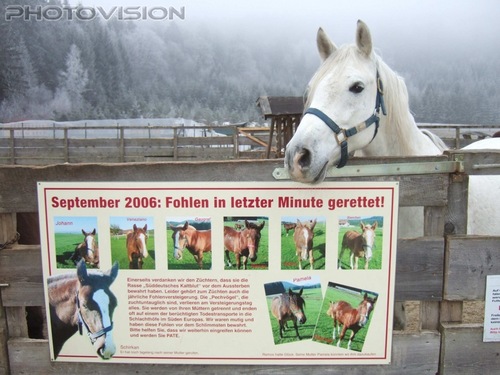 Fohlen in letzter Minute gerettet