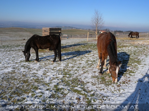 Im Paradies f�r Tiere 02