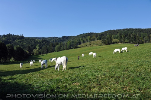 Wieder im Gest�t 33