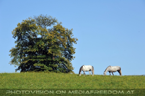 Wieder im Gest�t 36