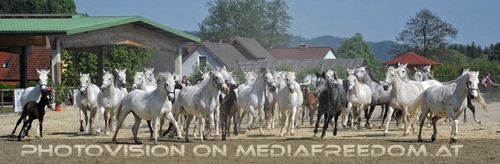 Die Lipizzaner Heimat 063