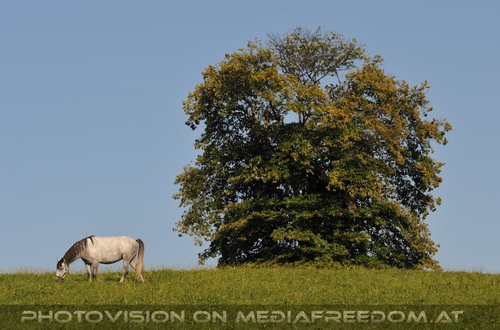 Wieder im Gest�t 37