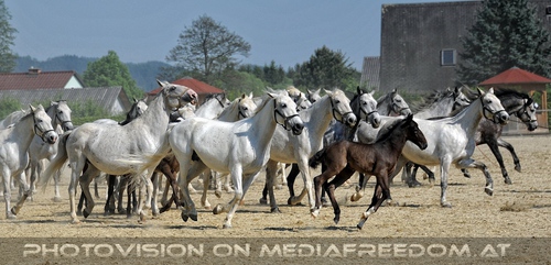 Die Lipizzaner Heimat 064