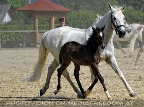 Die Lipizzaner Heimat 065