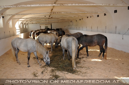 Wieder im Gest�t 40