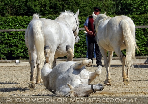 Die Lipizzaner Heimat 067