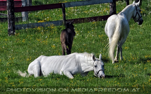 Die Lipizzaner Heimat 075