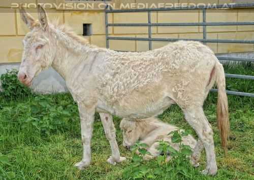 Wei�er Esel mit Baby