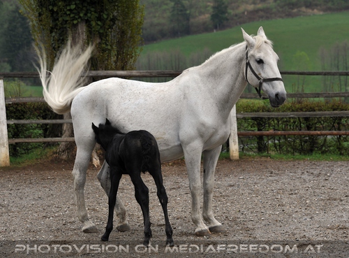 Club der Freunde des Lipizzanergest�ts 52