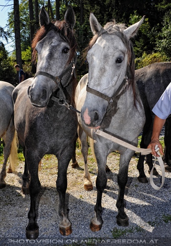 Rast beim Gasthof Wiendl 16