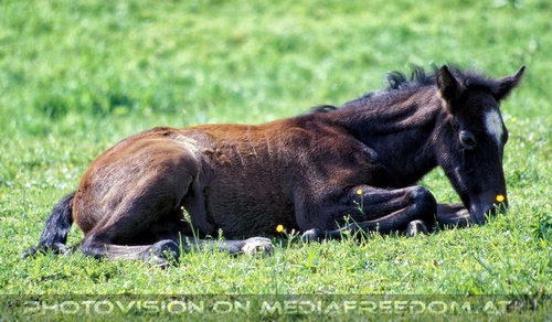 Auf der Weide 12: Lipizzaner Fohlen