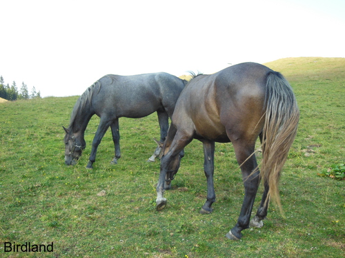 Lipizzaner auf der Alm: Lipizzaner