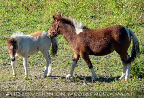 Pony Fohlen