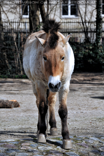Przewalski-Pferd 1