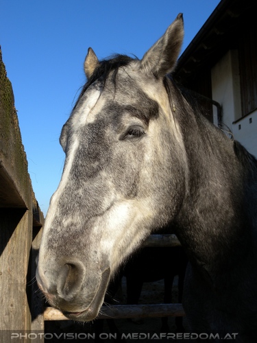 Im Paradies f�r Tiere 29