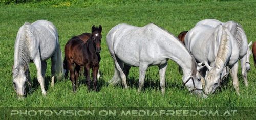 Die Lipizzaner Heimat 093