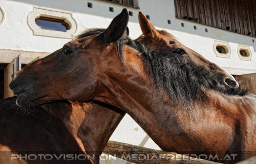 Hemmungslos Liebe 40