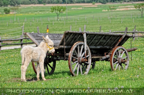 Eselbaby bei Heuwagen