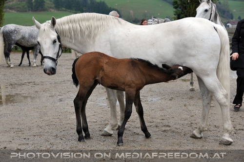 Club der Freunde des Lipizzanergest�ts 56