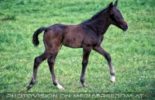 Auf der Weide 20: Lipizzaner Fohlen