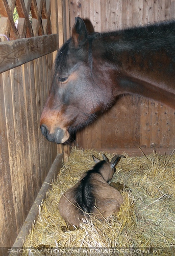 Im Paradies f�r Tiere 30