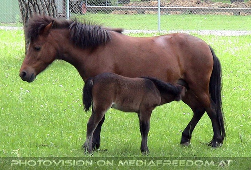Pony mit Fohlen