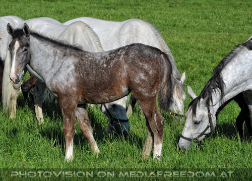 Die Lipizzaner Heimat 098