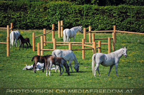 Die Lipizzaner Heimat 081