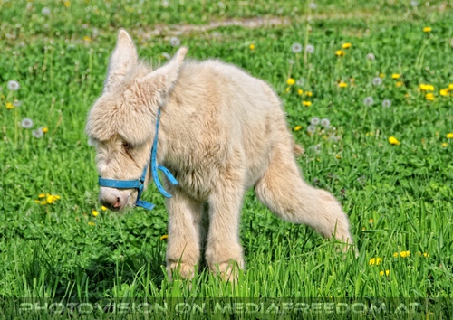 Eselfohlen wei� spielt