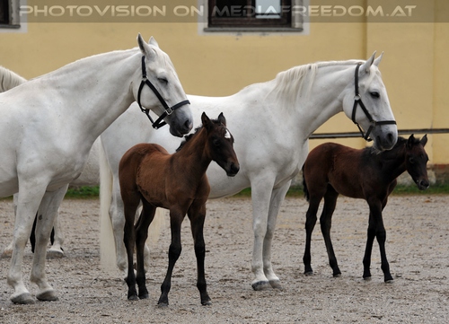 Club der Freunde des Lipizzanergest�ts 60