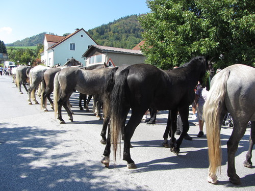 Almabtrieb der Lipizzaner: Lipizzaner