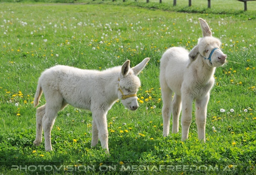 Zwei wei�e Eselfohlen