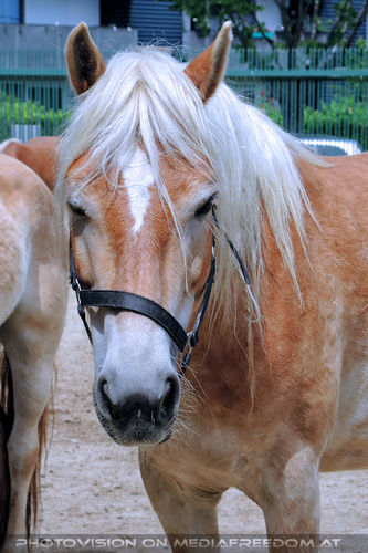 Rund um Mensch und Tier 11