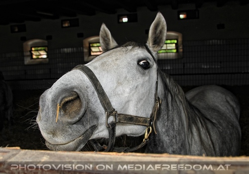 In den Stallungen 17