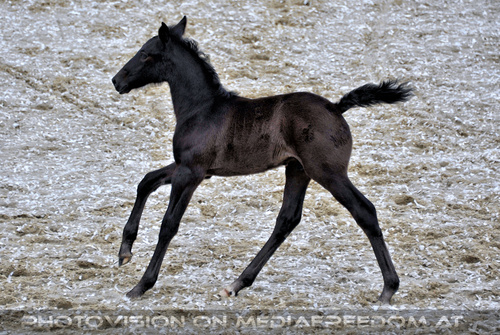 Mutterstutten mit Fohlen 06