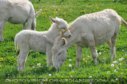 Eselbaby kuschelt mit Mama