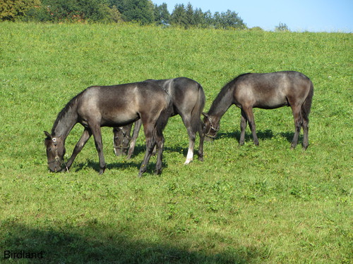Almabtrieb der Lipizzaner: Lipizzaner