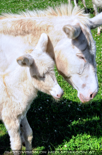 Mit wei�en Esel 04