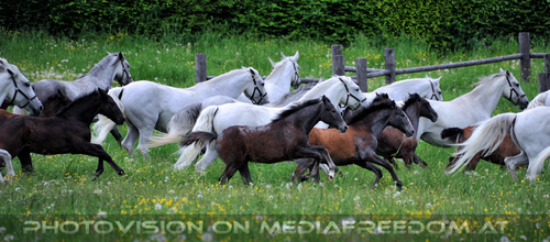 Austrieb der Mutterstutenherde 05