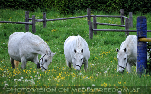 Austrieb der Mutterstutenherde 07