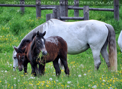 Austrieb der Mutterstutenherde 10