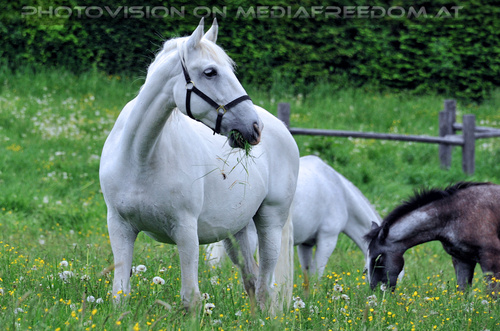 Austrieb der Mutterstutenherde 11