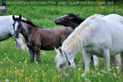 Austrieb der Mutterstutenherde 12
