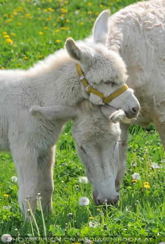 Kuscheliges Eselfohlen mit Mama