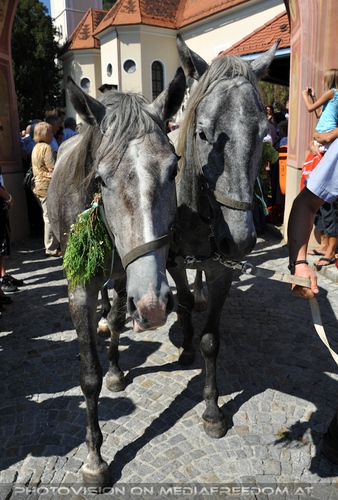 Pferde Segnung in Maria Lankowitz 21