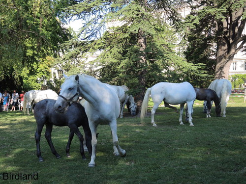 Piber meets Vienna: Lipizzaner
