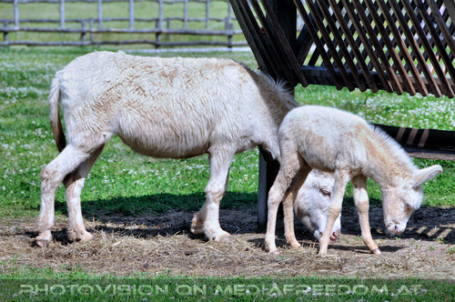 Mit wei�en Esel 06