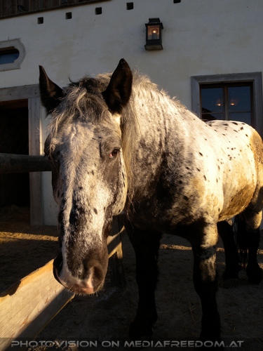 Im Paradies f�r Tiere 45